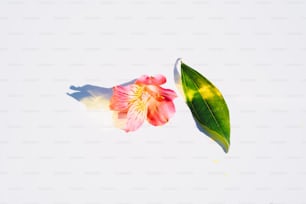 a pink flower with a green leaf on a white background