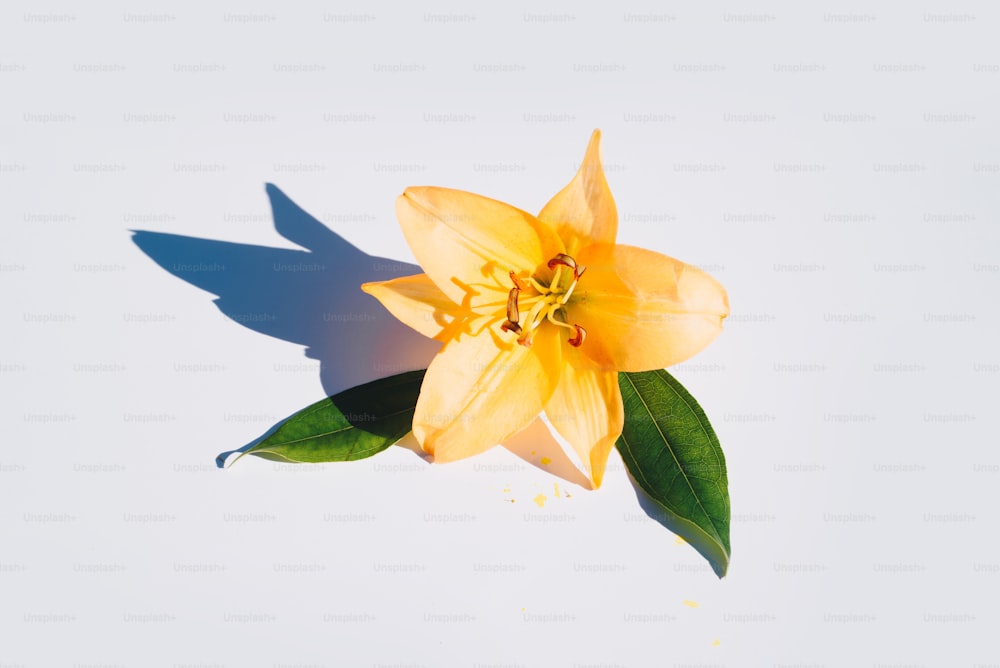 a yellow flower with green leaves on a white background