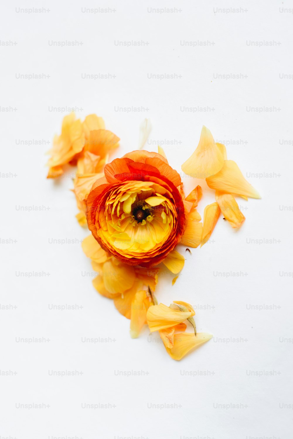 una flor amarilla y roja sobre una superficie blanca