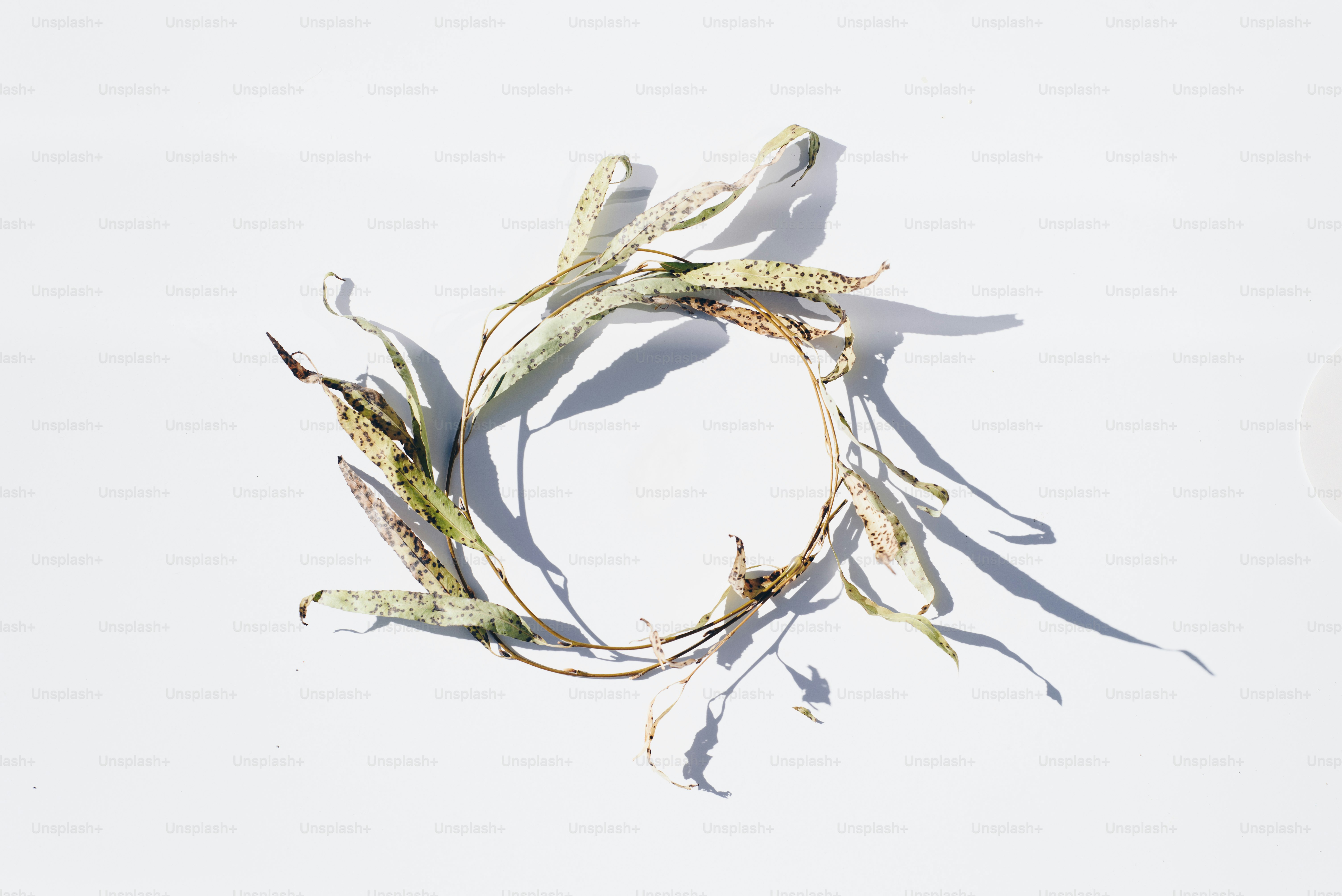 ein Haufen toter Pflanzen auf einer weißen Oberfläche
