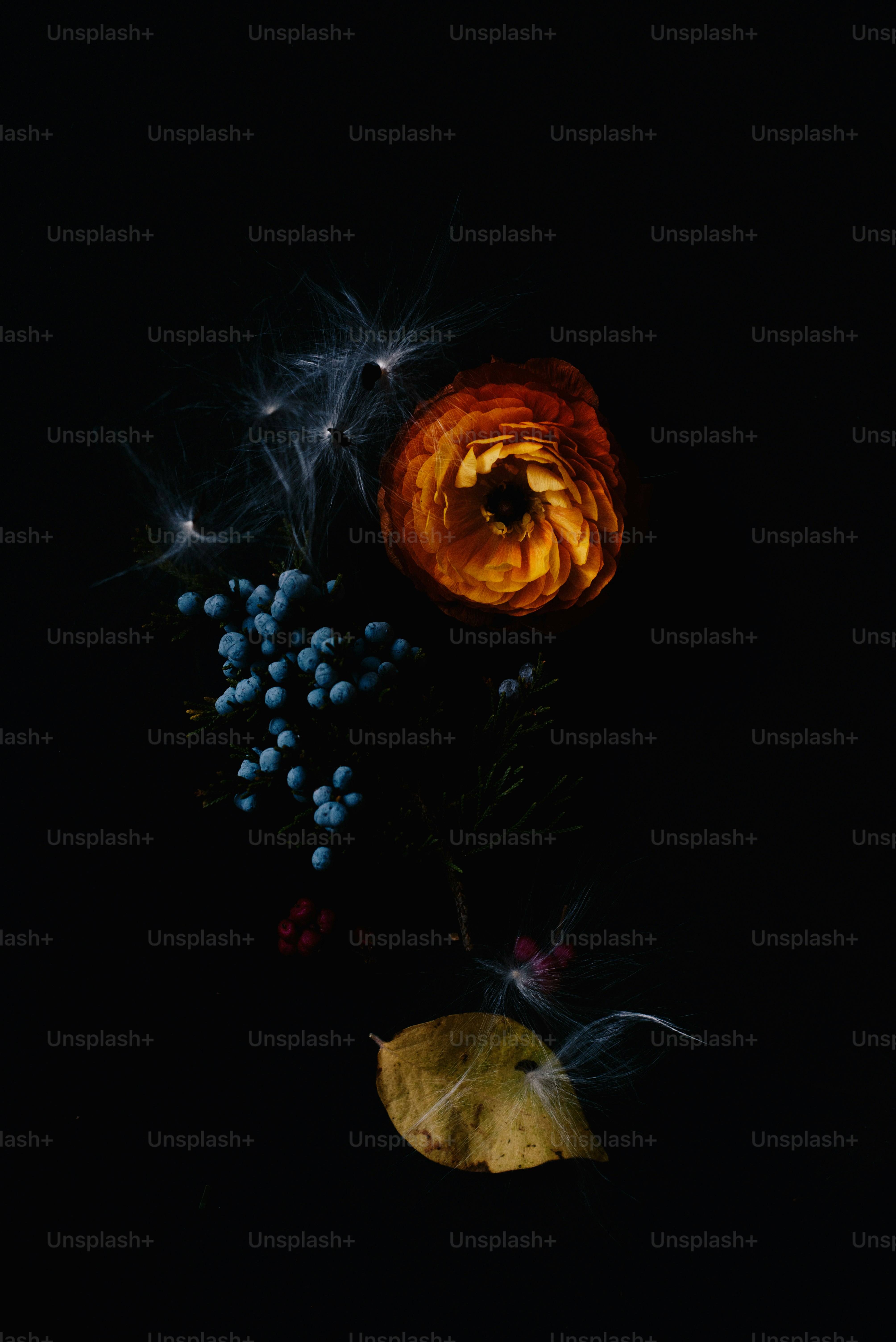 eine Nahaufnahme einer Blume auf schwarzem Hintergrund