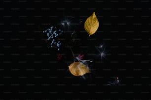 a couple of leaves and some berries on a black background