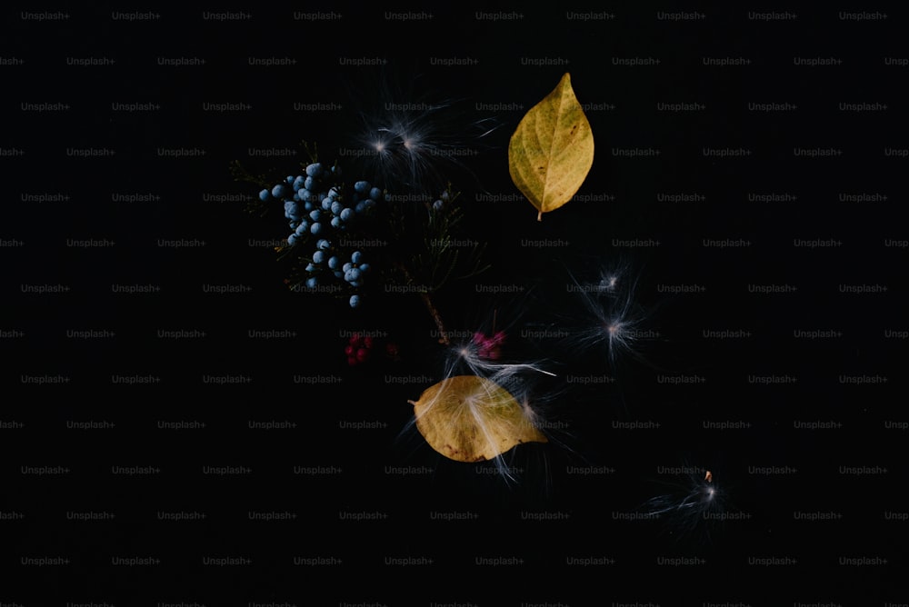 un paio di foglie e alcune bacche su uno sfondo nero