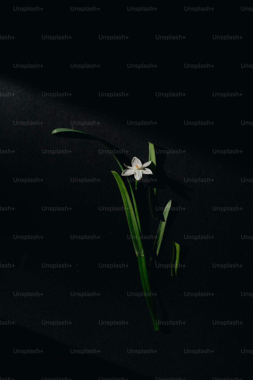 eine einzelne weiße Blume auf schwarzem Hintergrund