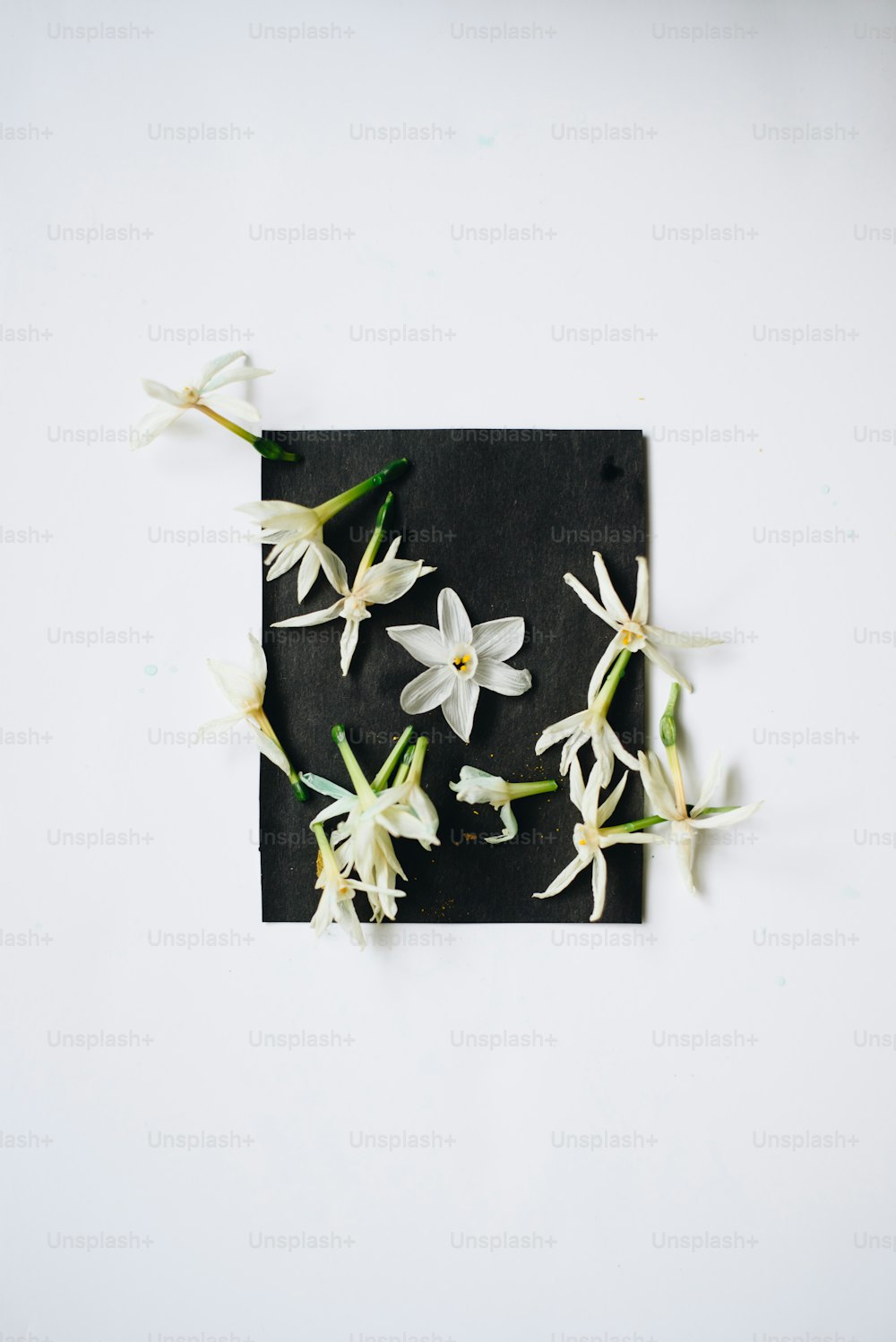 ein schwarzes Quadrat mit weißen Blumen darauf
