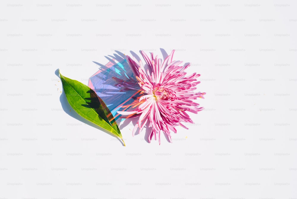 a pink flower with a green leaf on a white background