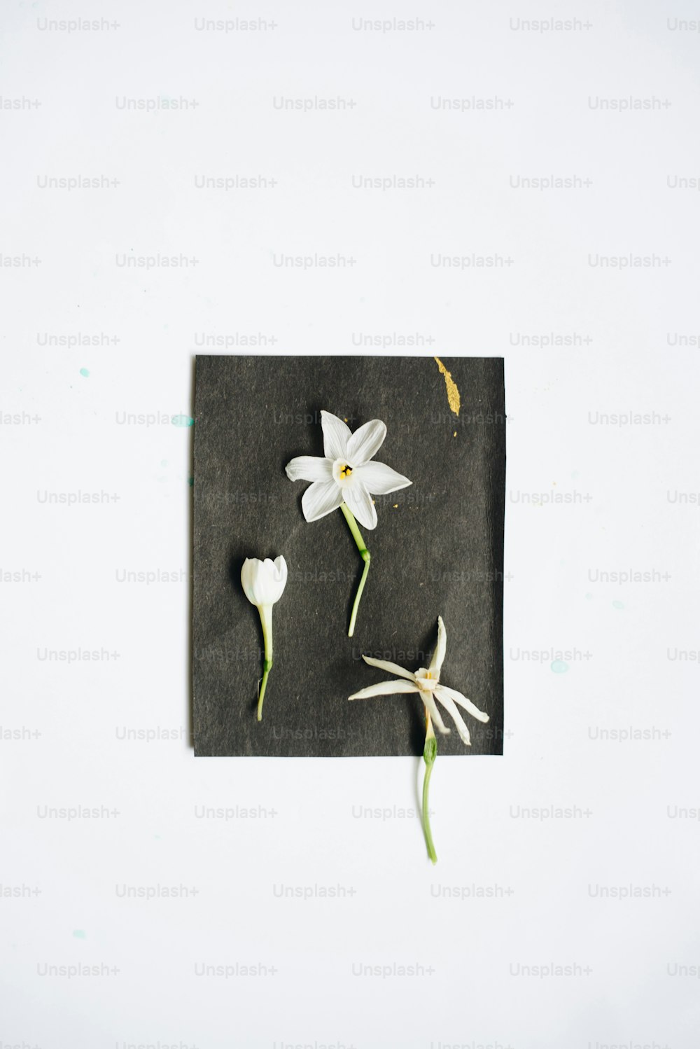 three white flowers sitting on top of a black piece of paper