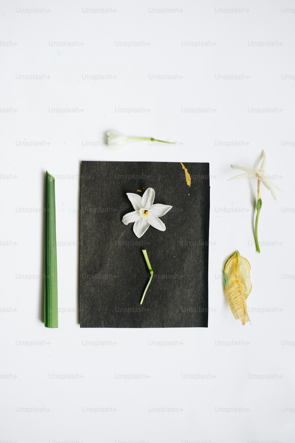 黒い紙の上に白い花が座っている