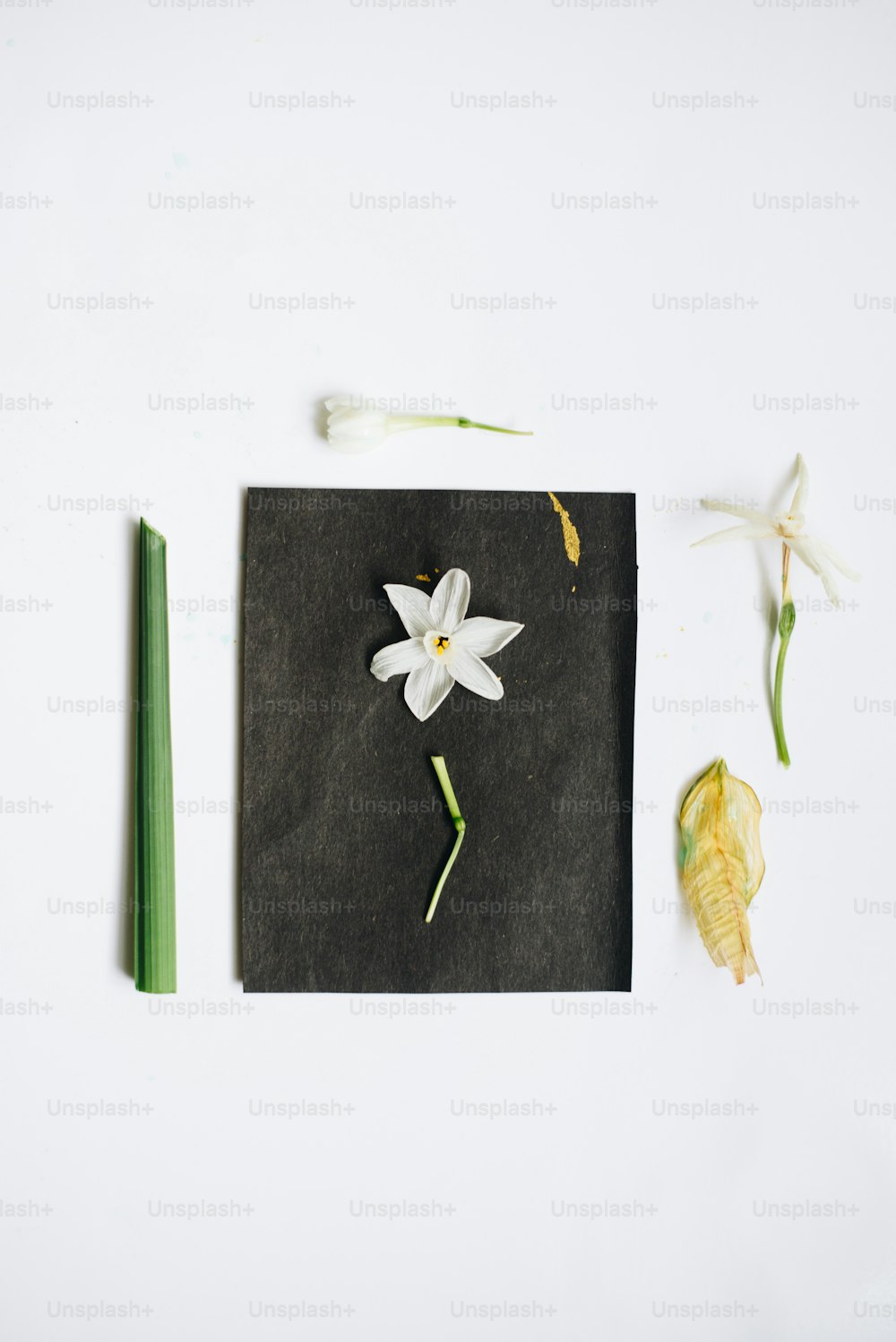a white flower sitting on top of a black piece of paper