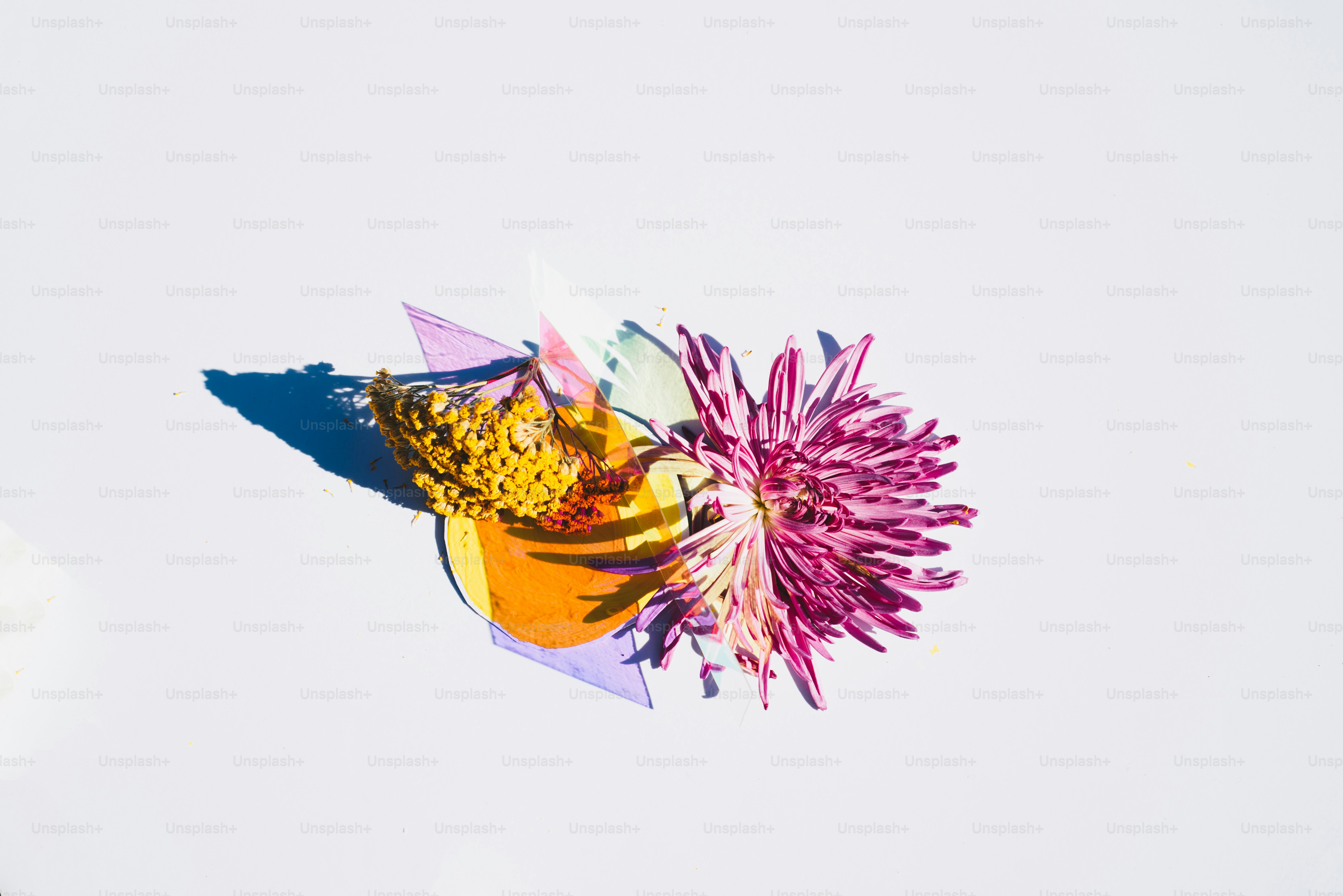 eine Nahaufnahme einer Blume auf weißem Hintergrund