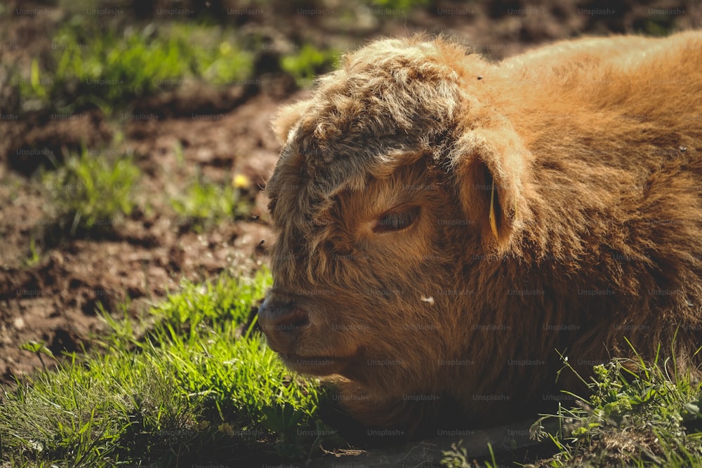 a brown cow laying on top of a lush green field