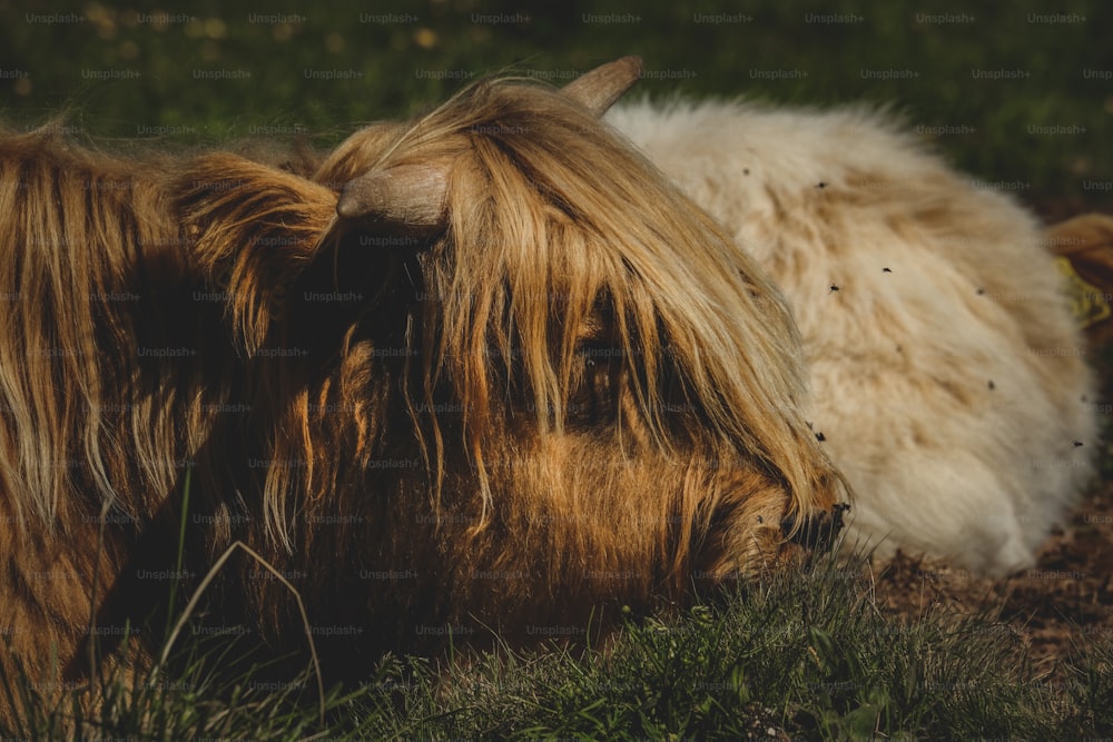 uma vaca marrom e branca deitada em cima de um campo verde exuberante