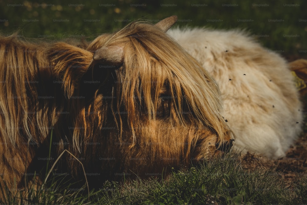 a brown and white cow laying on top of a lush green field