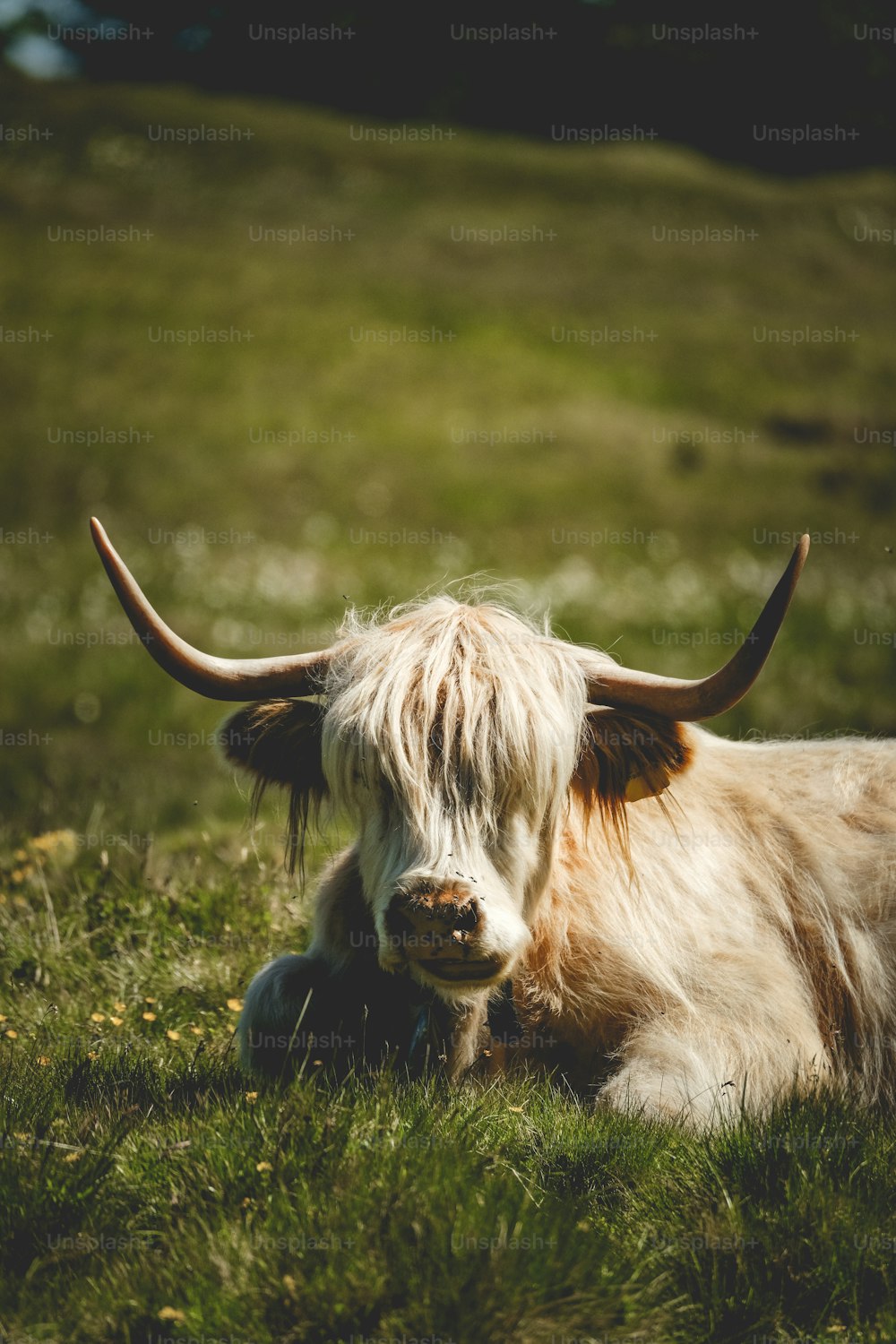 Una vaca marrón y blanca acostada en la cima de un exuberante campo verde