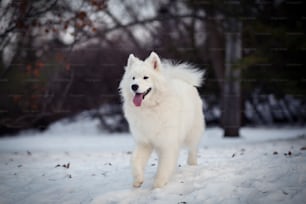 a white dog walking through a snow covered forest