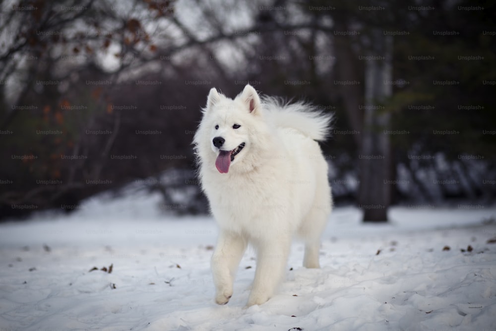 a white dog walking through a snow covered forest