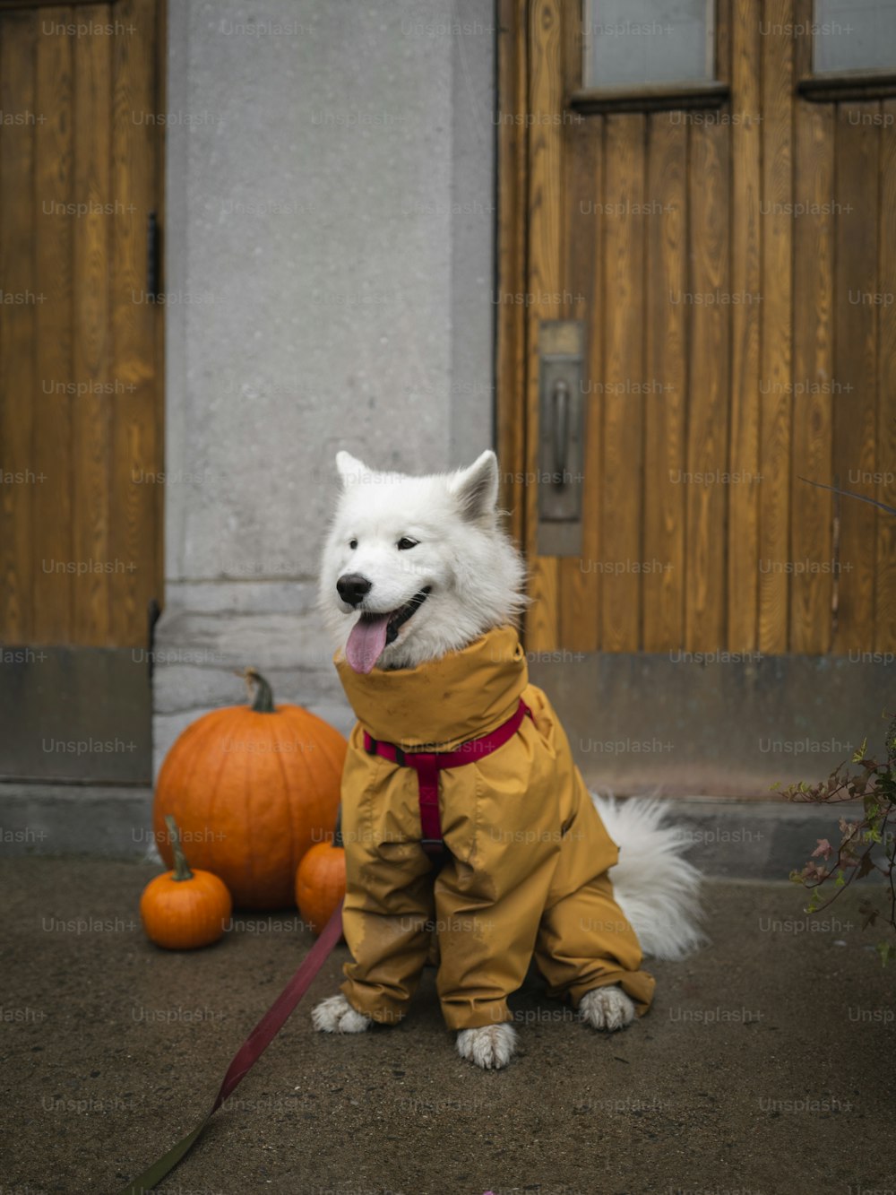 黄色いレインコートを着た小さな白い犬