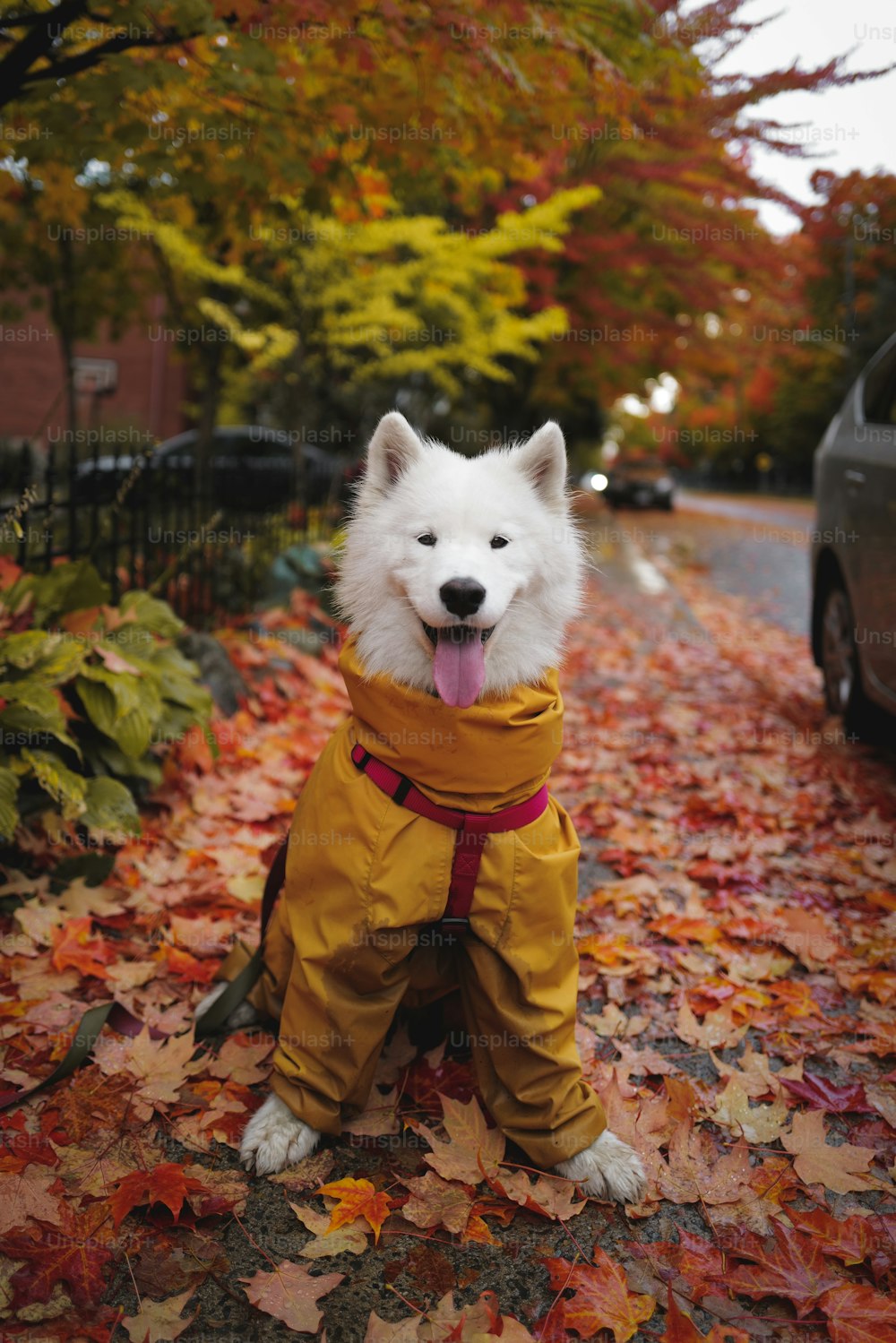um cão branco vestindo uma capa de chuva amarela