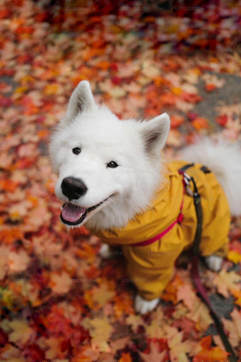a small white dog wearing a yellow jacket