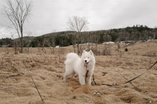 a white dog standing on top of a dry grass field