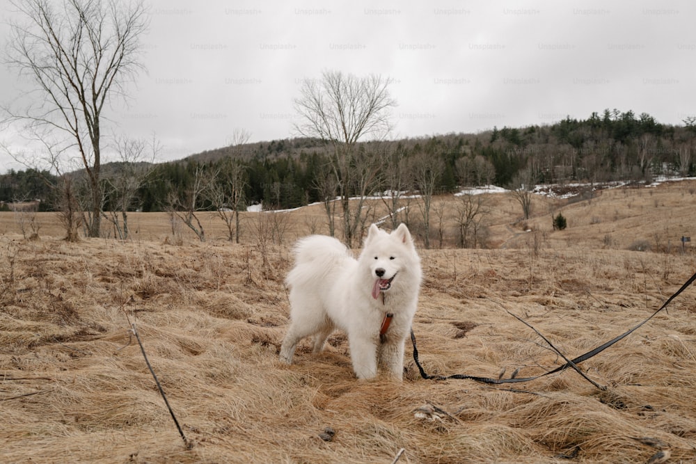 a white dog standing on top of a dry grass field