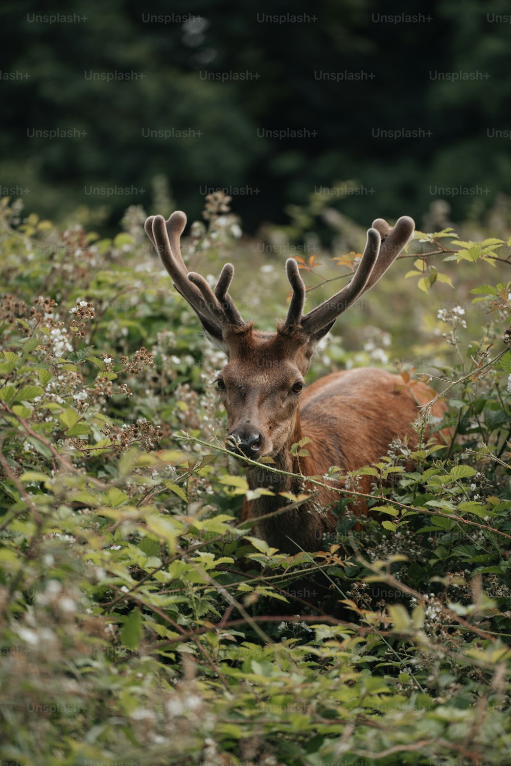 a deer with antlers standing in a field of tall grass