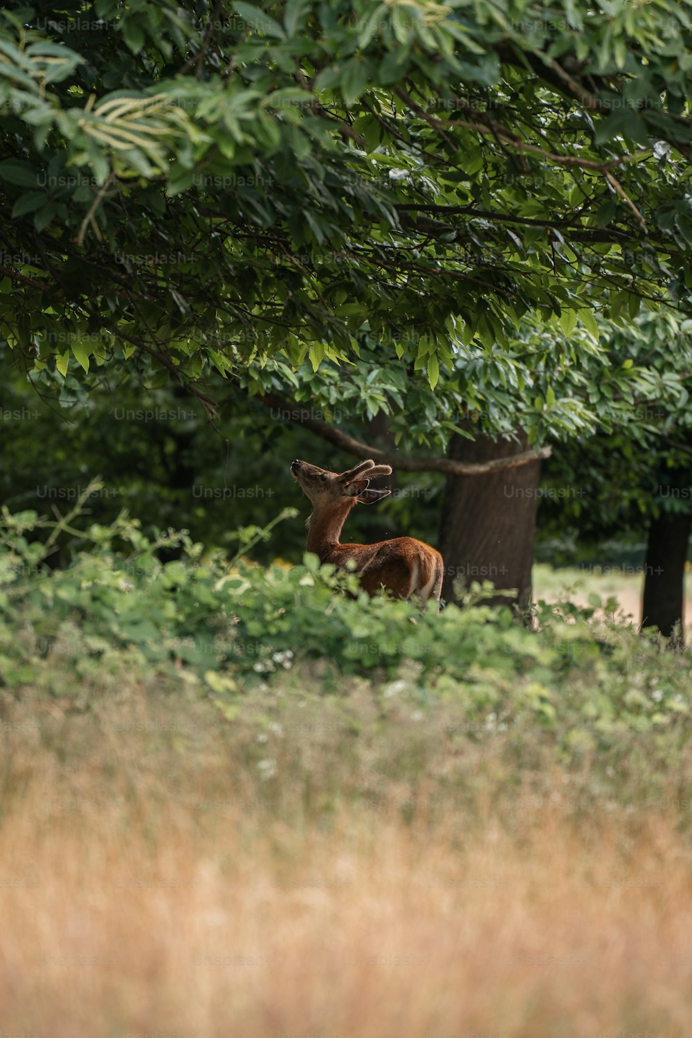 un couple de cerfs debout l’un à côté de l’autre sur un champ verdoyant