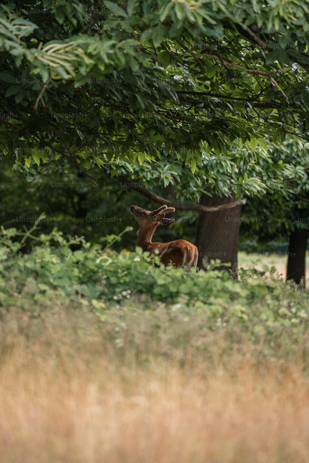 a couple of deer standing next to each other on a lush green field