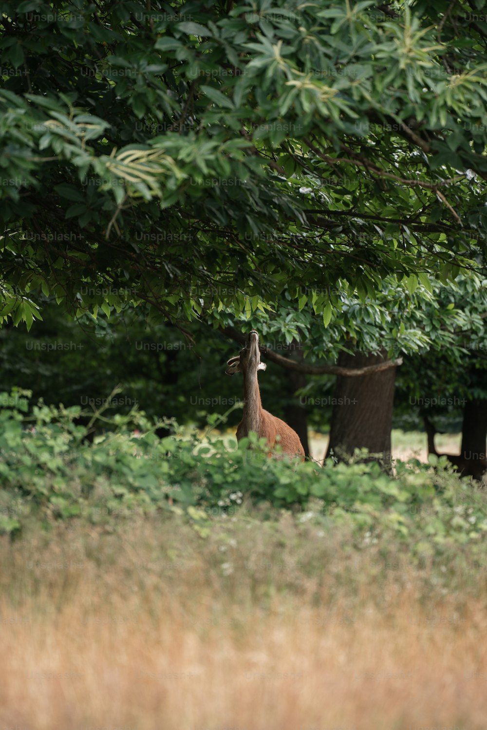 a deer standing under a tree in a field