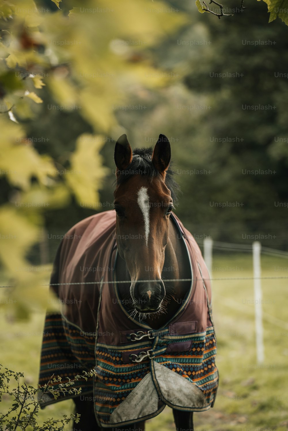 Un caballo con una manta de pie en un campo