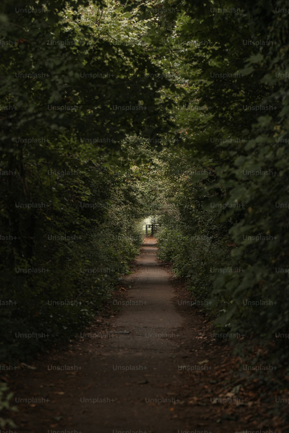 Um caminho estreito no meio de uma floresta