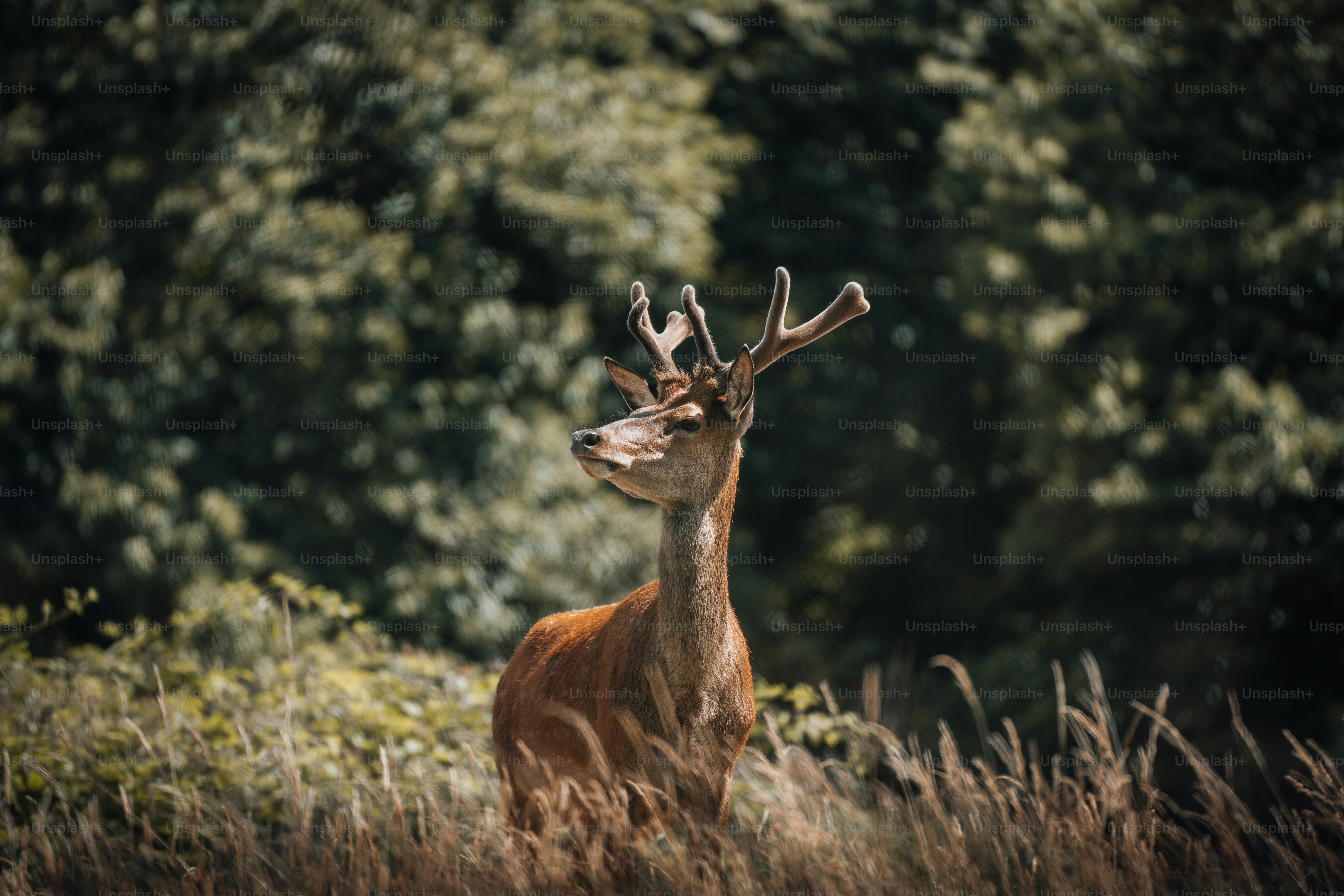 un cerf avec des bois debout dans les hautes herbes