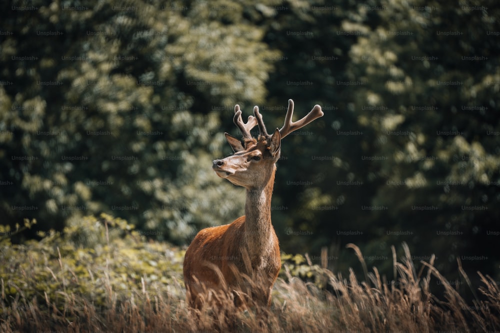 a deer with antlers standing in tall grass