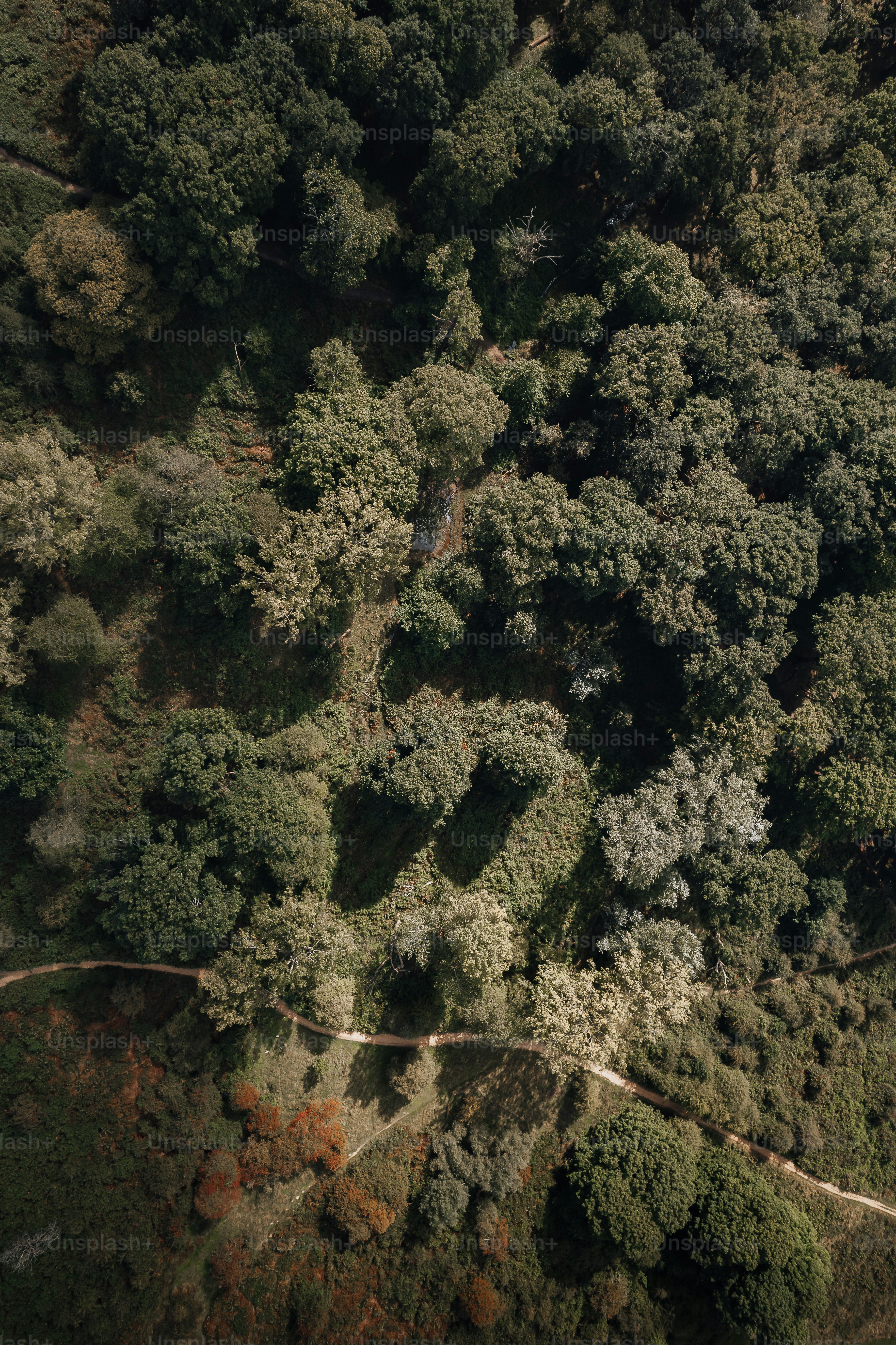 Una veduta aerea di una strada nel mezzo di una foresta