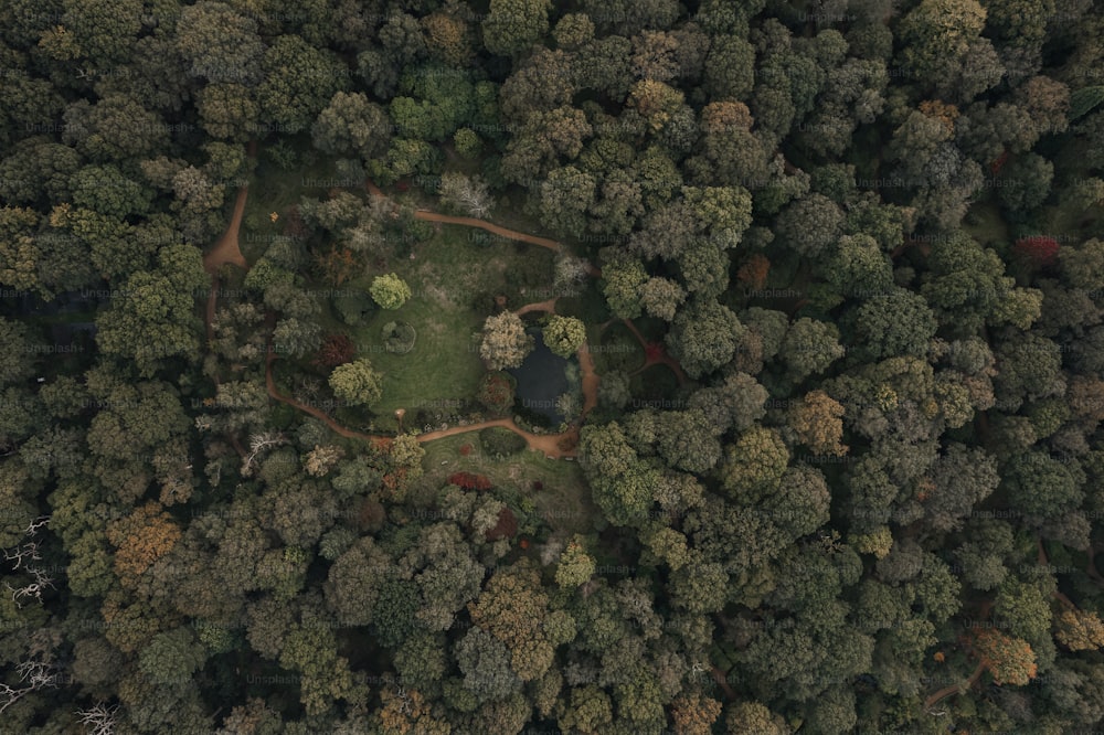 uma vista aérea de uma floresta verde exuberante