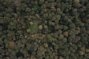 an aerial view of a lush green forest