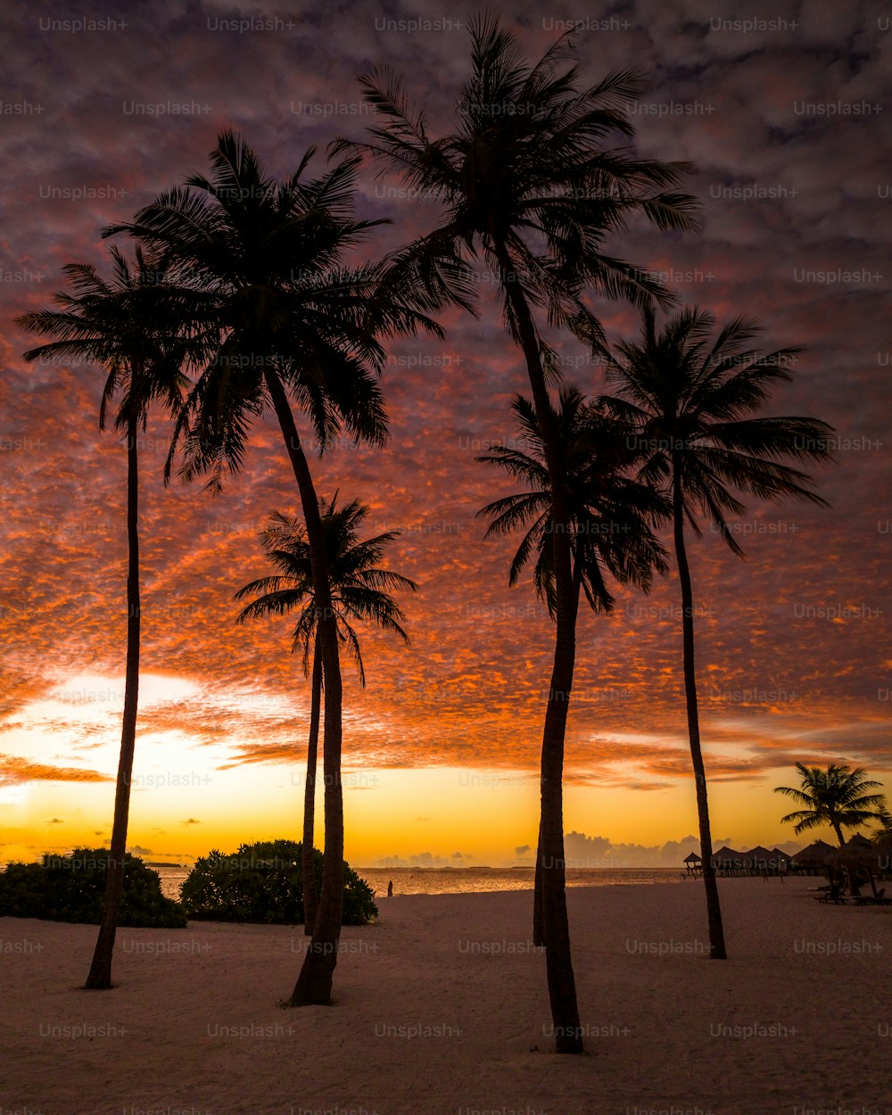 Tres palmeras en una playa con una puesta de sol al fondo