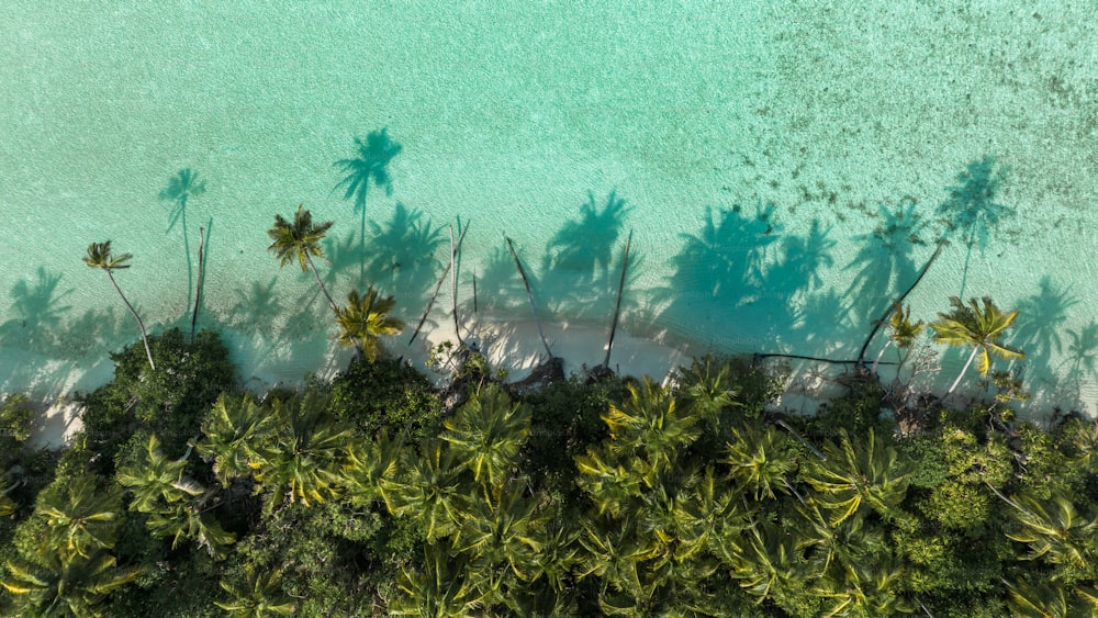 an aerial view of a beach with palm trees