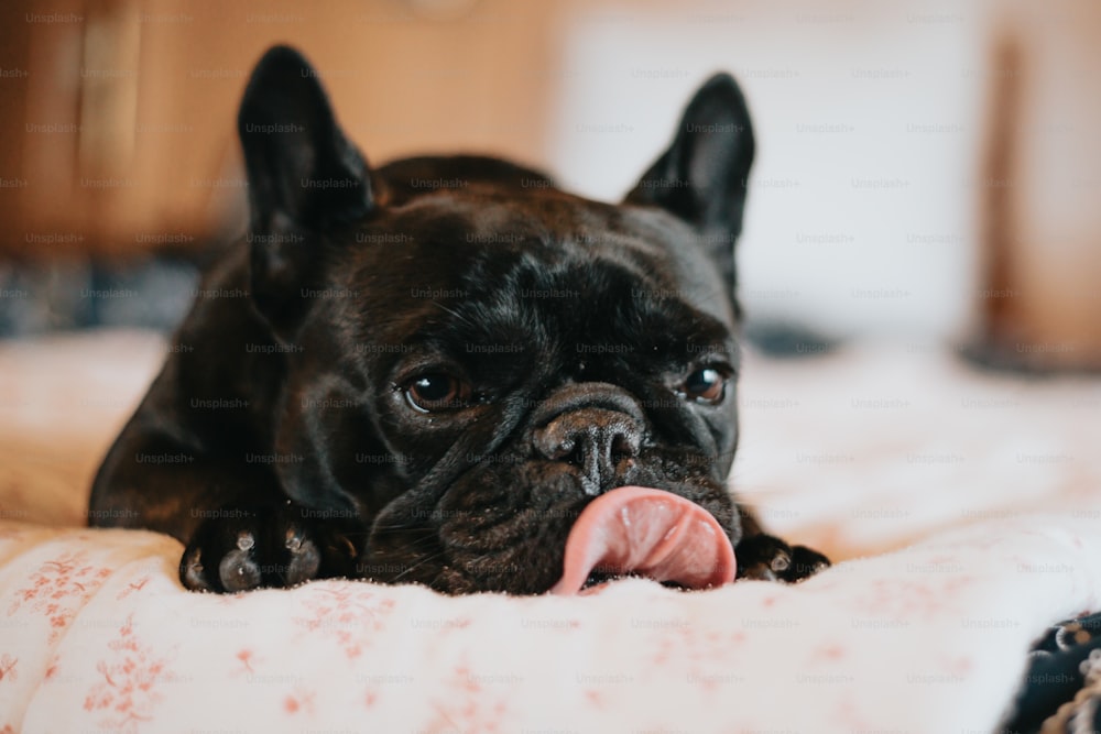 um pequeno cão preto deitado em uma cama com a língua para fora