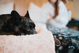 ベッドに横たわる小さな黒い犬