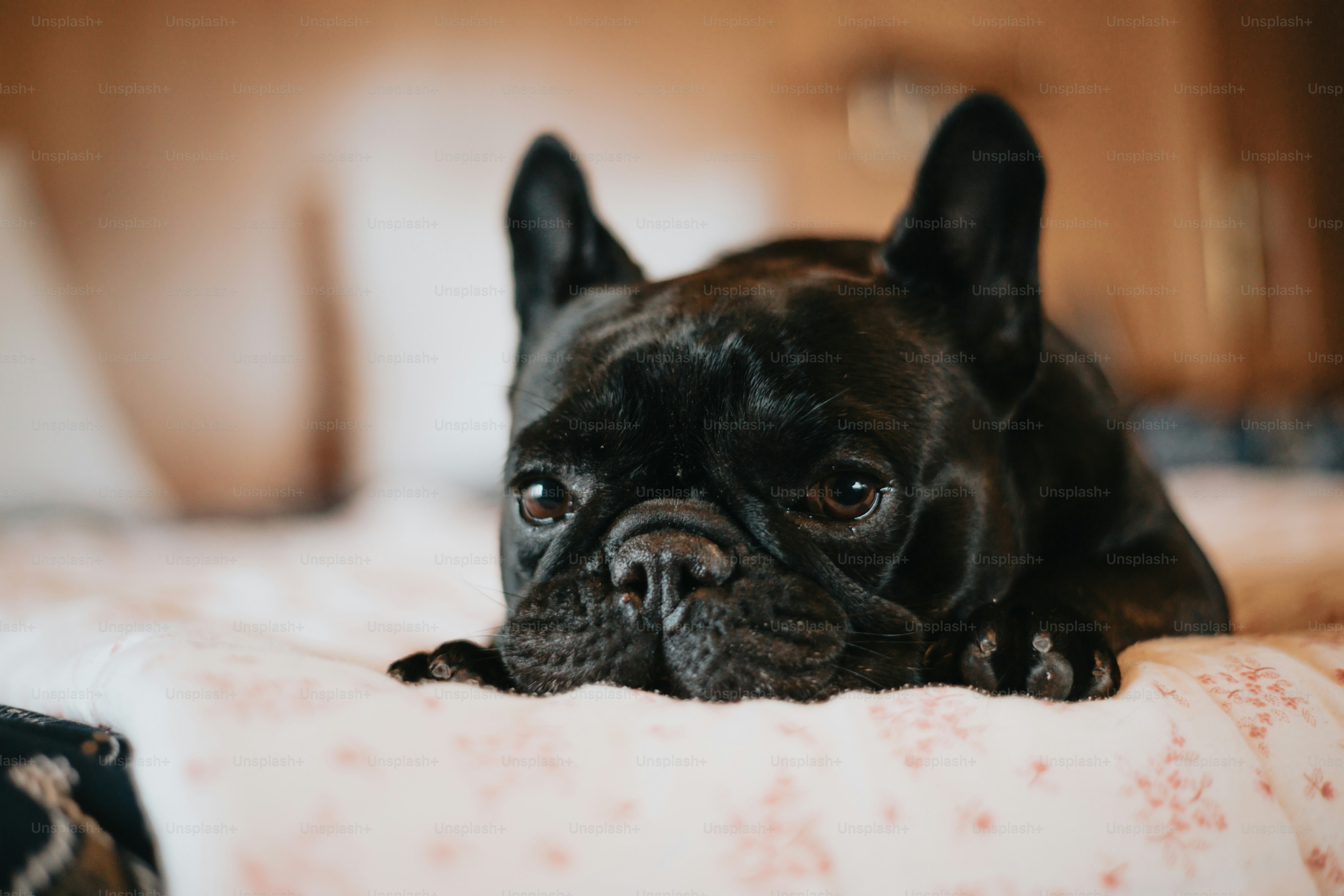 a black dog laying on top of a bed