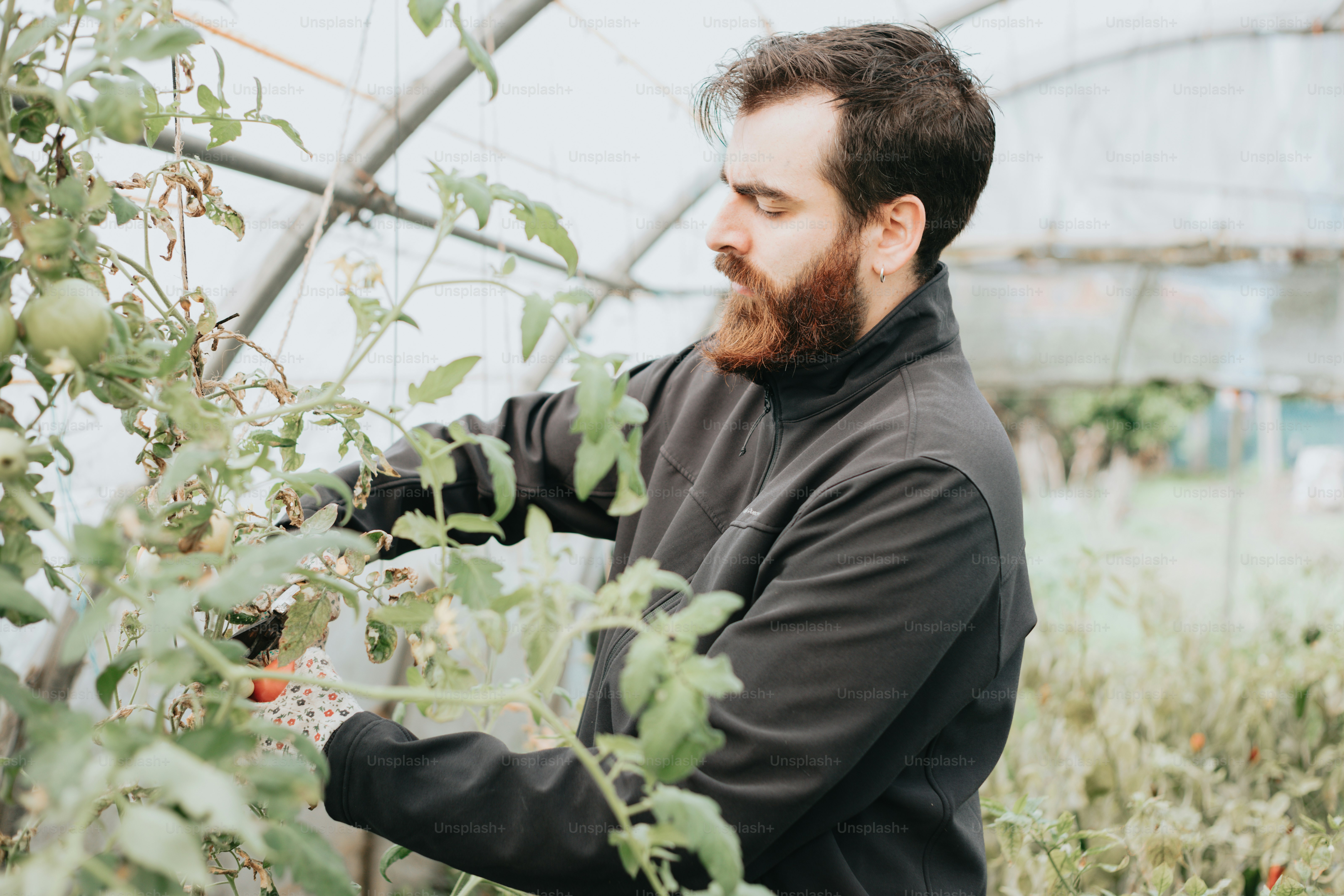 Un homme dans une serre cueillant des tomates sur une plante