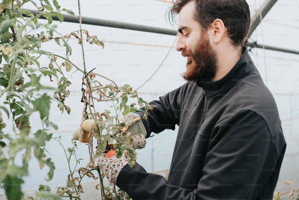 a man is trimming a plant in a greenhouse