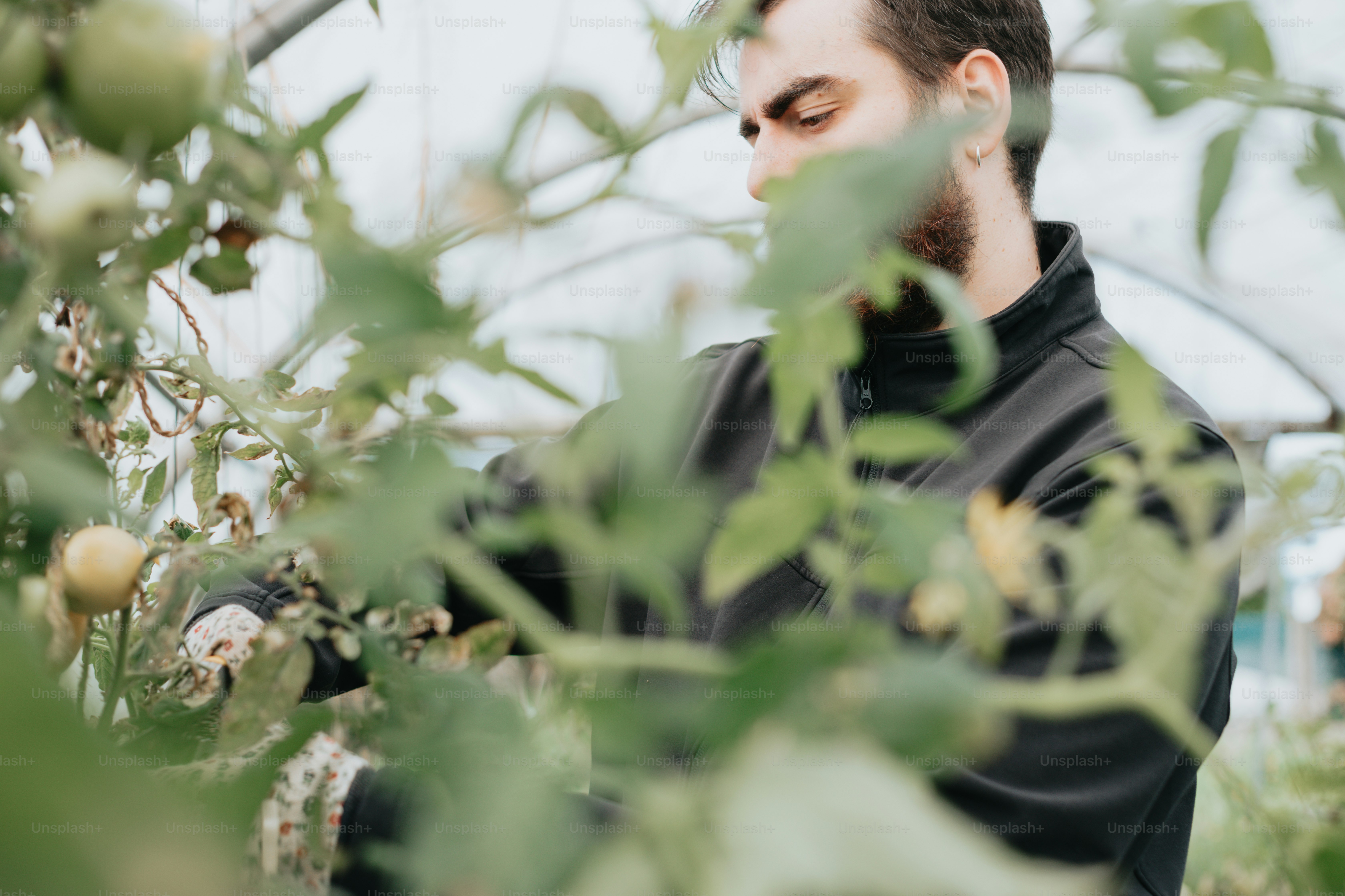 Un homme vêtu d’un sweat à capuche noir cueillant des fruits dans un arbre