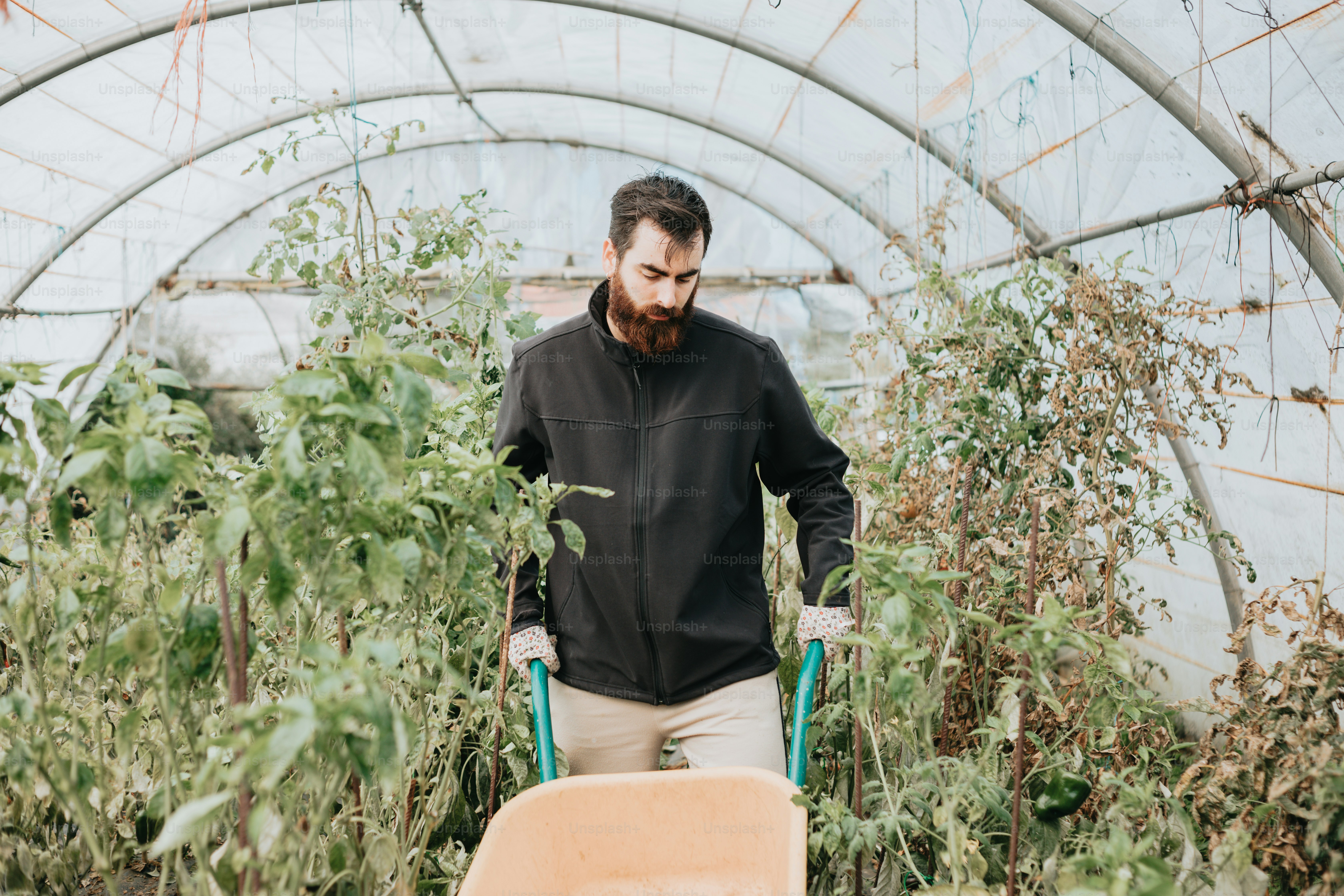 a man holding a wheelbarrow in a greenhouse