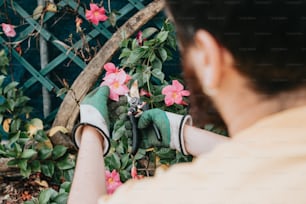 Un hombre está recortando una flor con tijeras