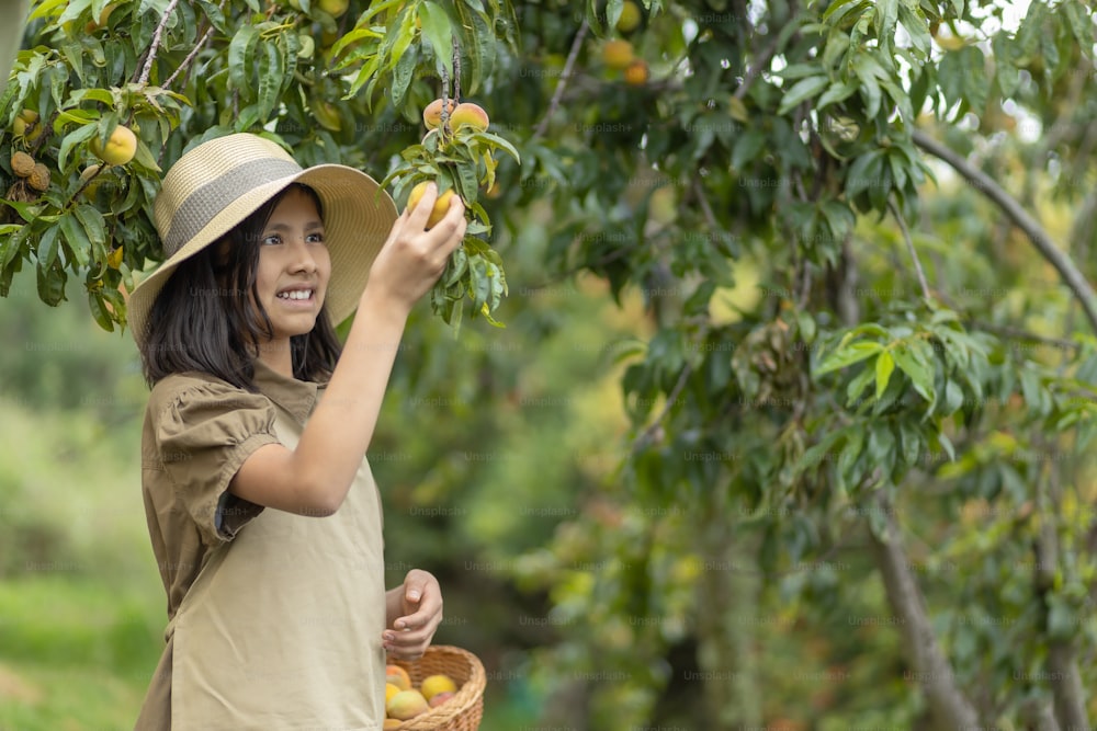 Mexican girl picking peaches from a tree