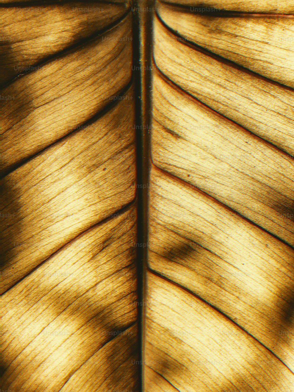 Eine Nahaufnahme der Struktur eines Blattes