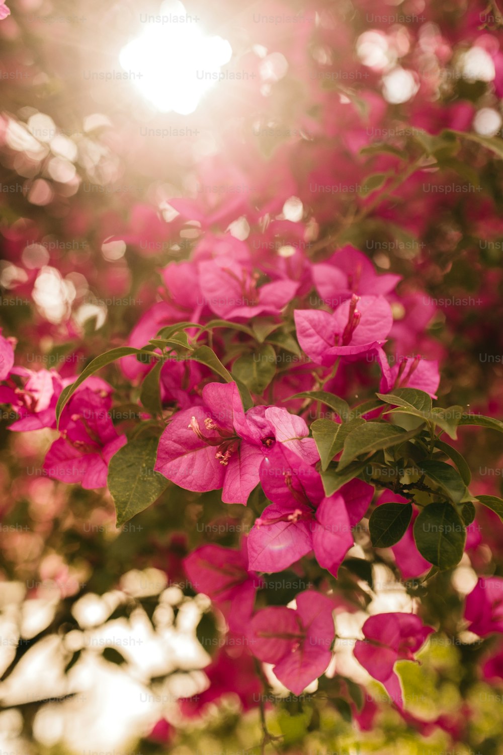 ein Strauß rosa Blumen, die auf einem Baum sind