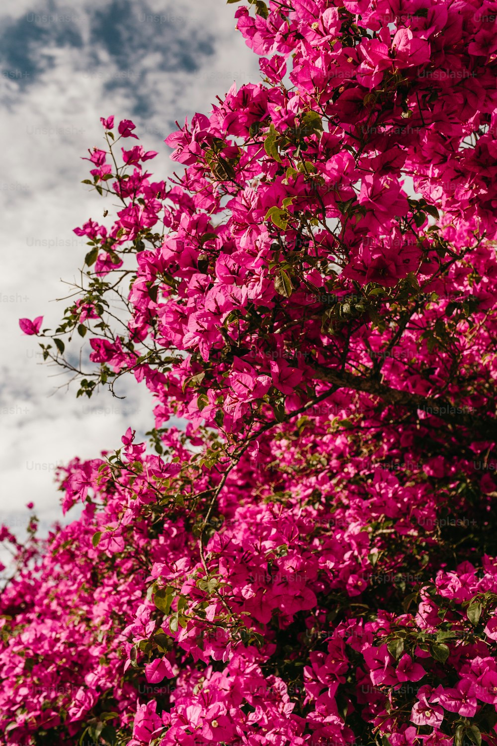 전경에 분홍색 꽃이 있고 배경에 흐린 하늘이 있는 나무